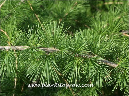The grouping of the deciduous needles.